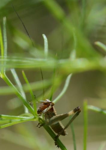 Réf. 184 465 : Tettigoniinae inconnu